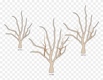 Crabapple Pruning- Water Sprout Growth 1st 3 Years - Crab Apple Tree Pruning