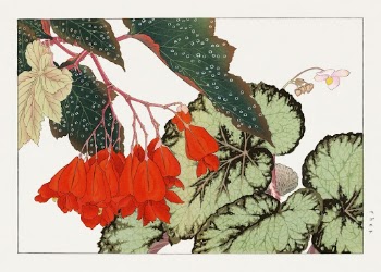 Cracklin Rosie Begonia flower woodblock | Free Photo Illustration - rawpixel