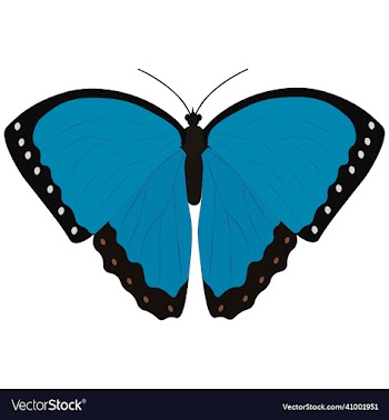 cramers blue butterfly