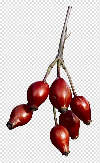 Cranberry , arrangement transparent background PNG clipart