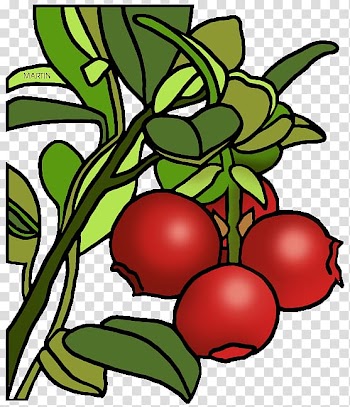 Cranberry juice Muffin Pumpkin pie , Cranberry transparent background PNG clipart