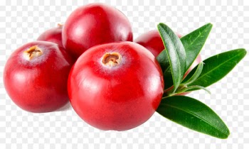 Cranberry Royalty-free Stock photography - cranberry 