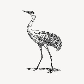 Crane bird clipart, drawing illustration | Free Vector Illustration - rawpixel