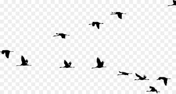 Crane, Bird, Flight, Bird Migration PNG