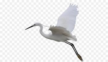 Crane Bird Flight Egret Wing - Flying Crane 