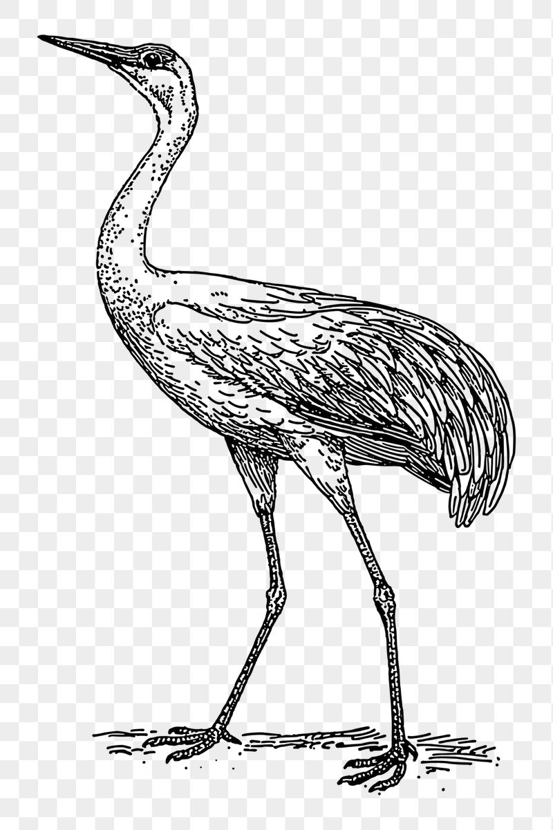 Crane bird png sticker illustration, | Free PNG - rawpixel