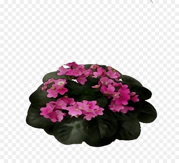 Crane's-bill Annual plant Herbaceous plant Impatiens Pink M -  