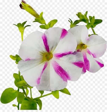 Crane's-bill Annual plant Herbaceous plant Plants -  