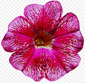 Crane's-bill Annual plant Herbaceous plant Violet Magenta -  