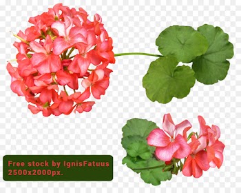 Crane's-bill DeviantArt Stock - others 