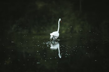 Crane Walking Away In Water