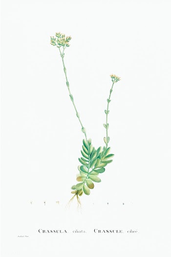 Crassula Cilliata (Pigmyweeds) from Histoire des Plantes Grasses (1799.. | Free public domain illustration - 2349658