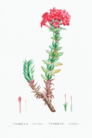 Crassula Coccinea (Red Crassula) from Histoire des Plantes Grasses (17.. | Free public domain illustration - 2348311