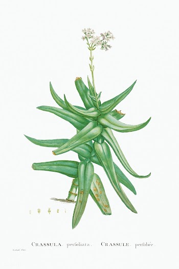 Crassula Perfoliata (Sickle&ndash;Leaf Red Crassula) from Histoire des.. | Free public domain illustration - 2350805