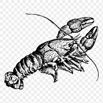Crayfish drawing png sticker vintage | Free PNG - rawpixel