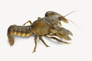 Crayfish, seafood isolated image psd | Free PSD - rawpixel