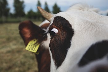 Crazy cow