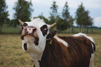 Crazy cow 2