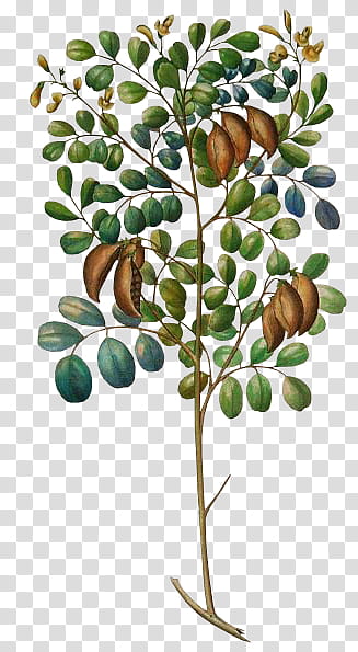 Crazychuchu , brown fruit bearing tree illustration transparent background PNG clipart