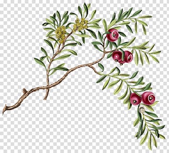 Crazychuchu , painting of purple fruits transparent background PNG clipart