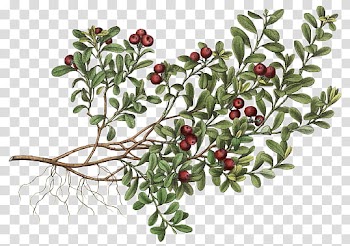 Crazychuchu , red round fruit bearing tree illustration transparent background PNG clipart