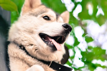 Cream and Black Shiba Inu