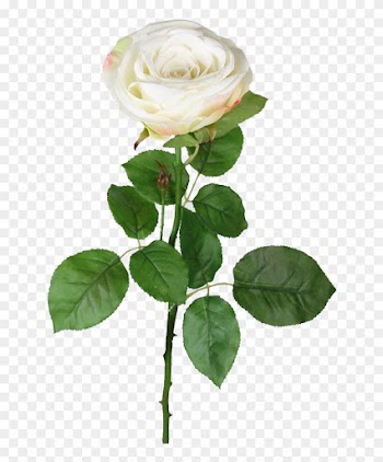 Cream Garden Rose - Rose