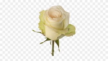 Cream - Rose Flower Cream
