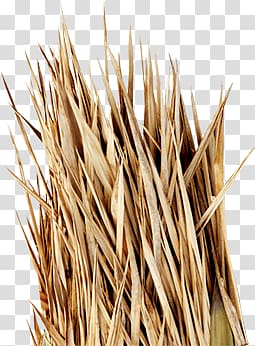 Creative autumn dry grass transparent background PNG clipart