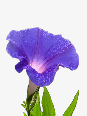 Creative Flower, Flower Clipart, Purple, Morning Glory PNG ...