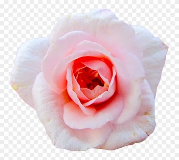 Credit To @angelicshiver - Hybrid Tea Rose
