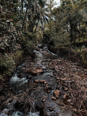 Creek in the Forest