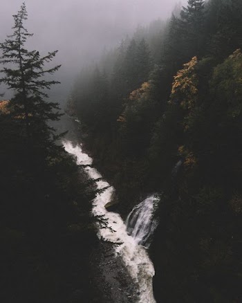 creek surrounded by trees at daytime