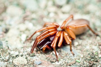 Creepy Spider Free Photo 