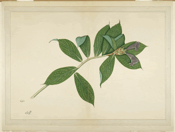 Crepe Ginger Plant (ca. 1780) | Free Photo - rawpixel