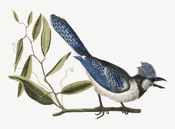 Crested Jay bird, vintage animal | Free PSD Illustration - rawpixel