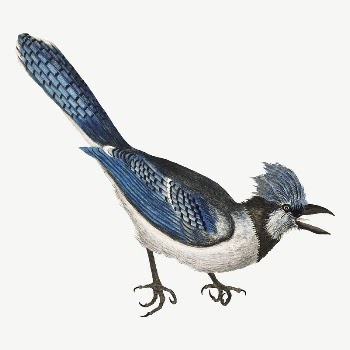 Crested Jay bird, vintage animal | Free PSD Illustration - rawpixel