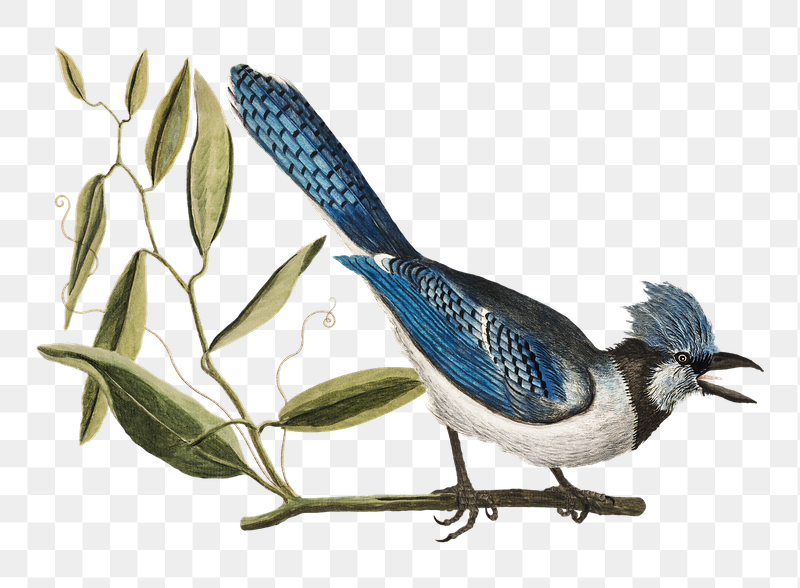 Crested Jay png bird sticker, | Free PNG Illustration - rawpixel