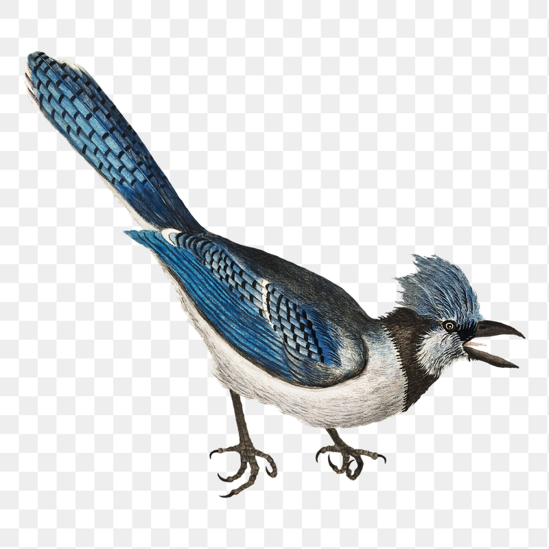Crested Jay png bird sticker, | Free PNG Illustration - rawpixel