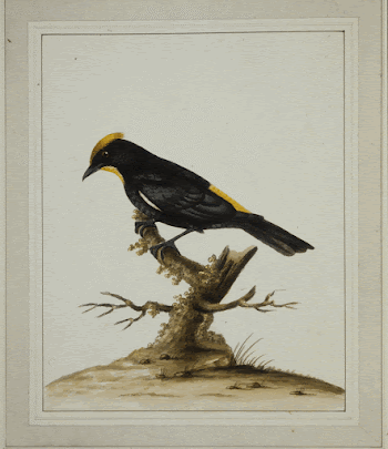 Crested Tanager. Original from the Minneapolis | Free Photo - rawpixel
