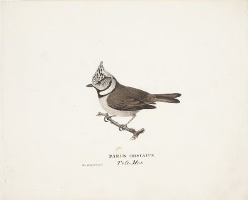 Crested tit, 1829, Wilhelm von | Free Photo - rawpixel