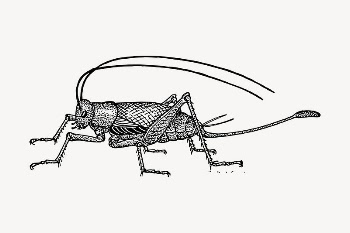 Cricket clipart, drawing illustration vector. | Free Vector Illustration - rawpixel