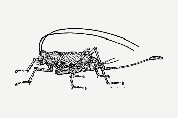 Cricket collage element, vintage illustration | Free PSD Illustration - rawpixel