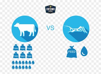 Cricket Food For Sustainability Infographic