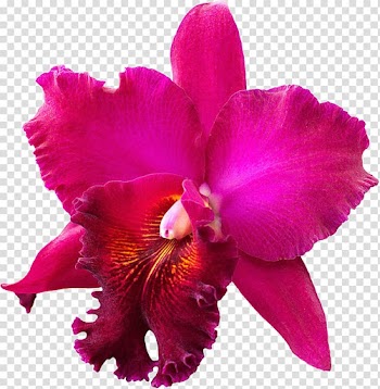 Crimson Cattleya Christmas orchid Orchids , orquideas transparent background PNG clipart