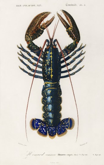 Crimson Crawfish (Palemon Ornatum) illustrated | Free Photo Illustration - rawpixel
