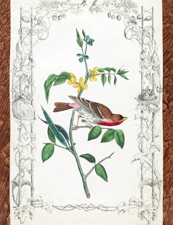 Crimson fronted Purple Finch. Drawn from… | Free public domain illustration