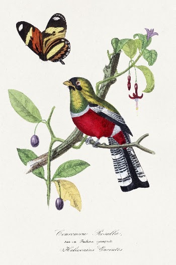 Crimson rosella bird painting, Le | Free Photo Illustration - rawpixel