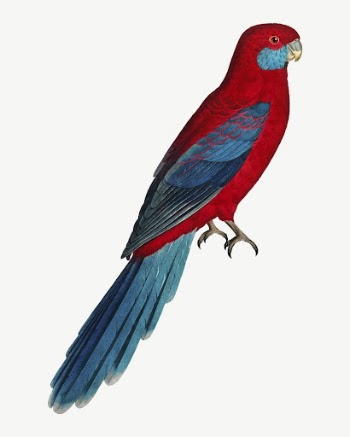 Crimson Rosella parrot bird, vintage | Free PSD Illustration - rawpixel
