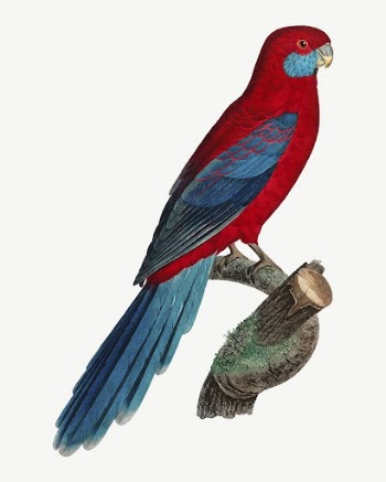 Crimson Rosella parrot bird, vintage | Free PSD Illustration - rawpixel